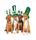 Puppies with Irish Hat