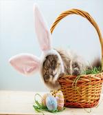 Cat as Easter Rabbit artwork