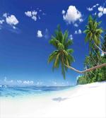 Lagoon Palm Leaf Clouds