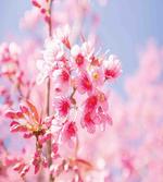 Sakura Blossom Branches