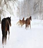 Horses in Snowy Forest artwork