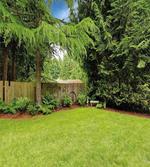 Pine Trees Backyard