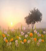 Daisies Tree Mist