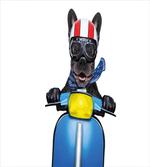 Bulldog on a Scooter