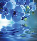 Natural Orchids