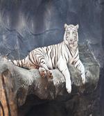 Wildlife Cat on the Rock