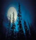 Spooky Forest Moon artwork