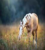 Palomino Horse Grazing