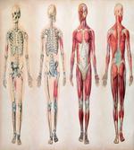 Anatomy Human Body