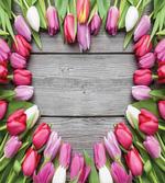 Frame of Fresh Tulips