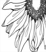 Sunflower Botany Growth