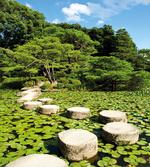 Japanese Stone Path Lotus