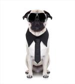 Cool Dog with Tie Glasses