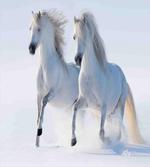 Wintertime Horse Animal