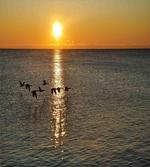 Geese Flying over Lake