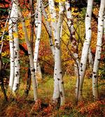 White Birch Trees Serenity