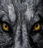 Wild Wolf Dangerous Mammal artwork