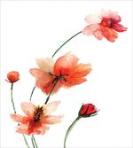 Colorful Wildflowers