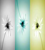 Different Daisy Flower