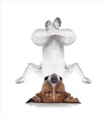 Dog Upside down Relax