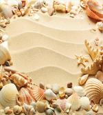 Blurry Ocean Seashells Sandy