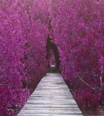 Spring Landscape Floral