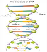 Genetic Code Fun