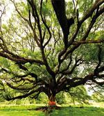 Majestic Tree Thailand