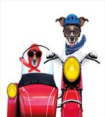 Funny Canine on Bike