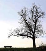 Wooden Bench Evening
