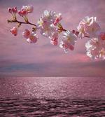 Cherry Tree Branch artwork
