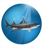 Shark Underwater Hunter
