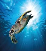 Sea Turtle Diving artwork