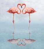 Birds Necks Shape as Heart
