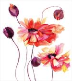 Watercolor Poppies Buds