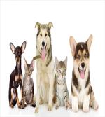 Pets Cats Dogs Friends Photo