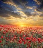Scenic Field Sunset Sky