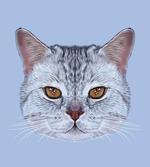 Scottish Hipster Kitty Pet