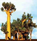 Tropical Baobabs