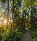 National Park Trees Path