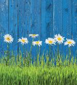 Spring Grass and Daisy