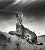 Wild Lioness
