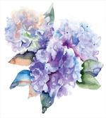 Blooming Hydrangea