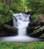 Trees Flowers Waterfall