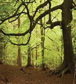 Woodland Natural Beauty artwork