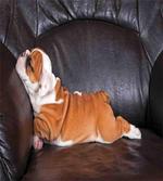 Resting Puppy