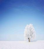 Alone Tree Snowy Field artwork