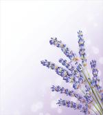 Fresh Herb Plant Posy