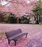 Bench Tree