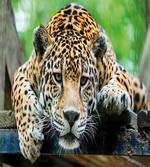 Jaguar Wildcat Feline